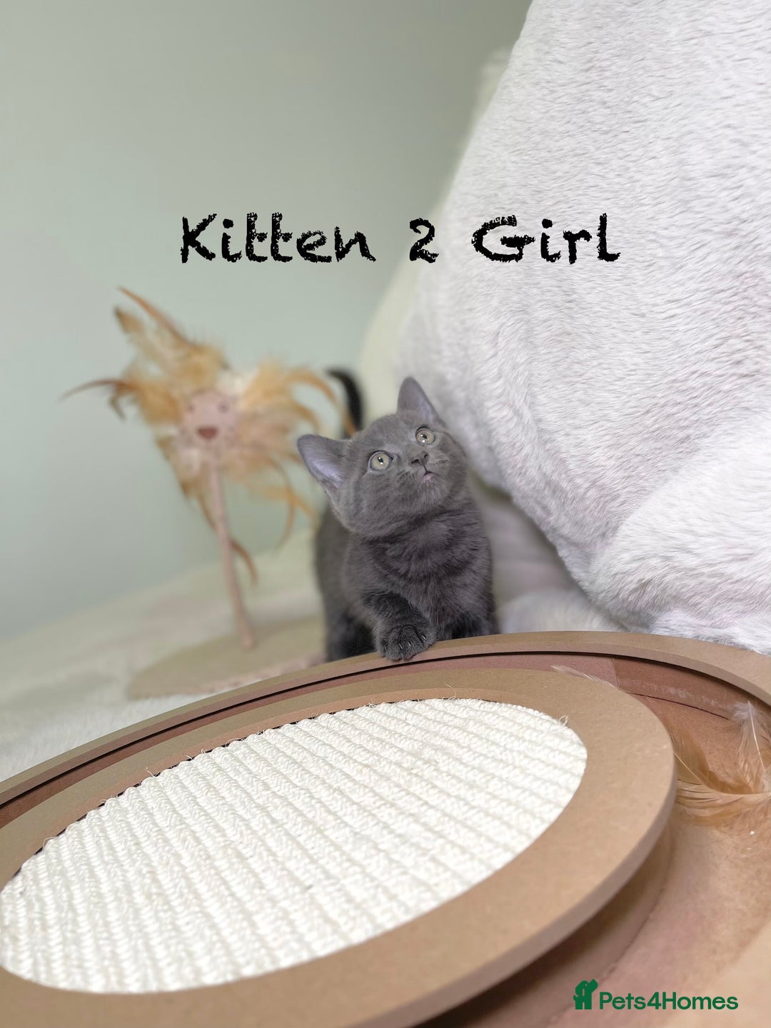 Mixed Breed cats for sale: Stunning kittens ready now  - Advert 8