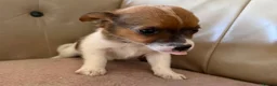 Jack Russell dogs for sale: Miniature Jack Russell’s - Advert 5