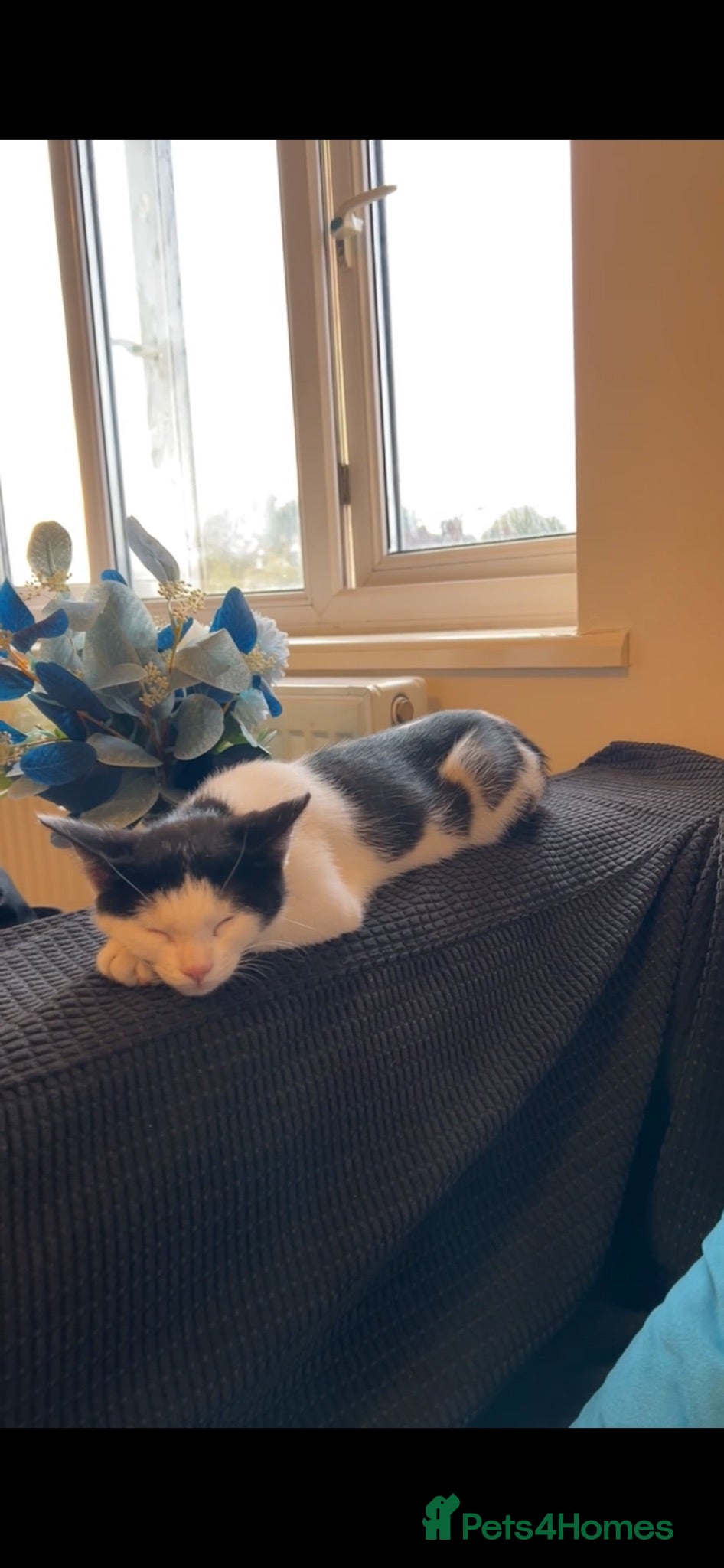 Asian cats KITTEN FOR ADOPTION 🐱 - Advert 2
