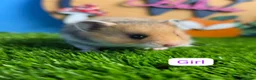 Hamster rodents for sale: Syrian Hamster Babies Baby Male Female Pedigree - Advert 4