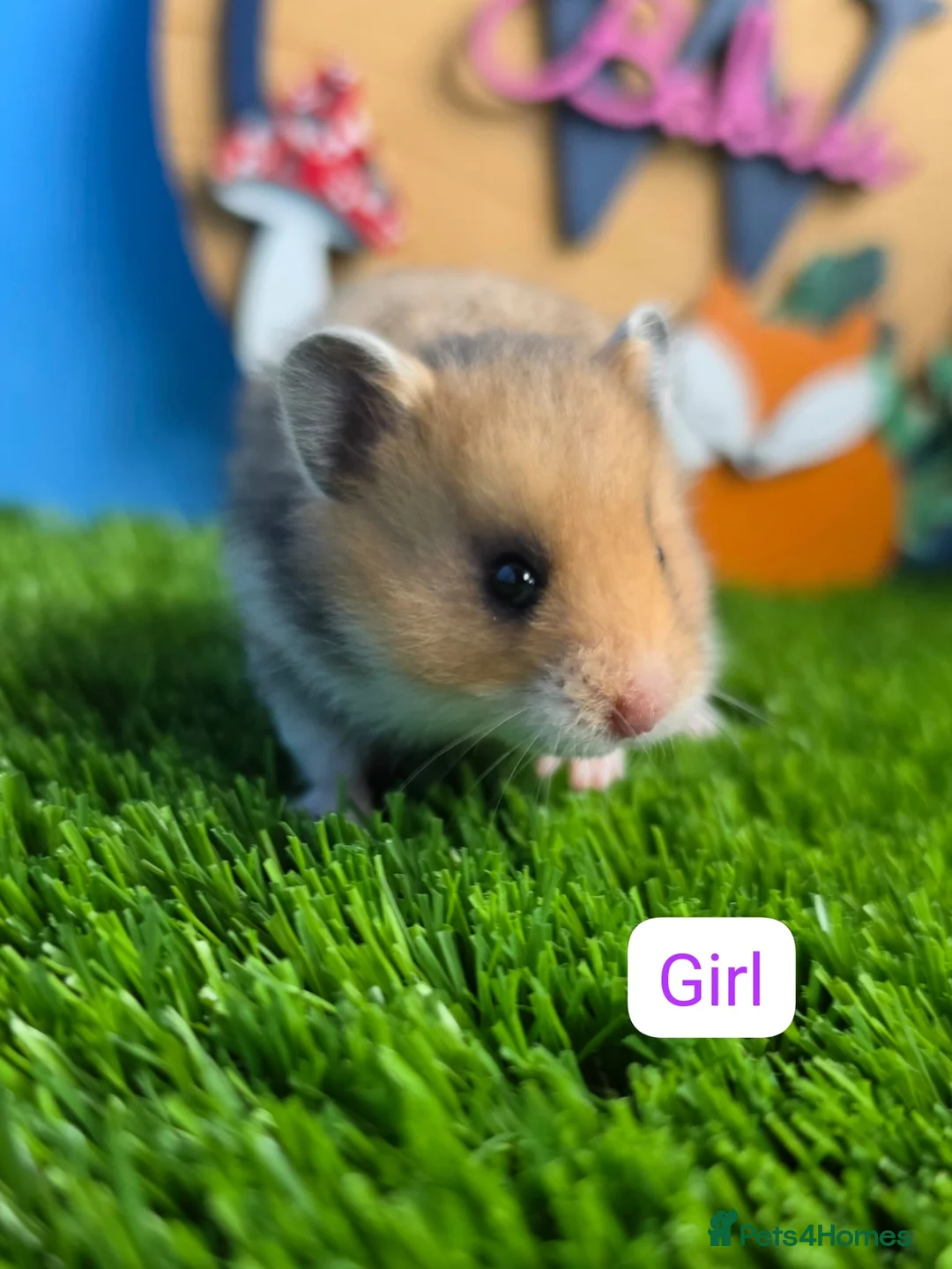 Hamster rodents for sale: Syrian Hamster Babies Baby Male Female Pedigree - Advert 4