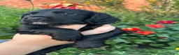 Cocker Spaniel dogs for sale: Working cocker spaniel dog pup for sale  - Advert 6