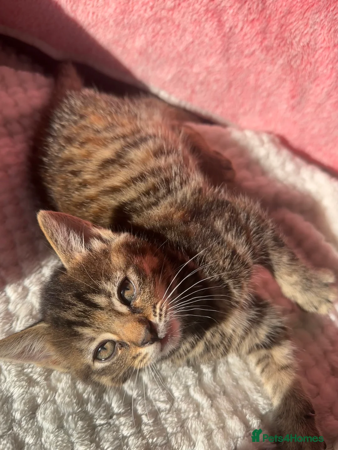 Mixed Breed cats for sale: 4 Tabby Female kittens available  - Advert 2