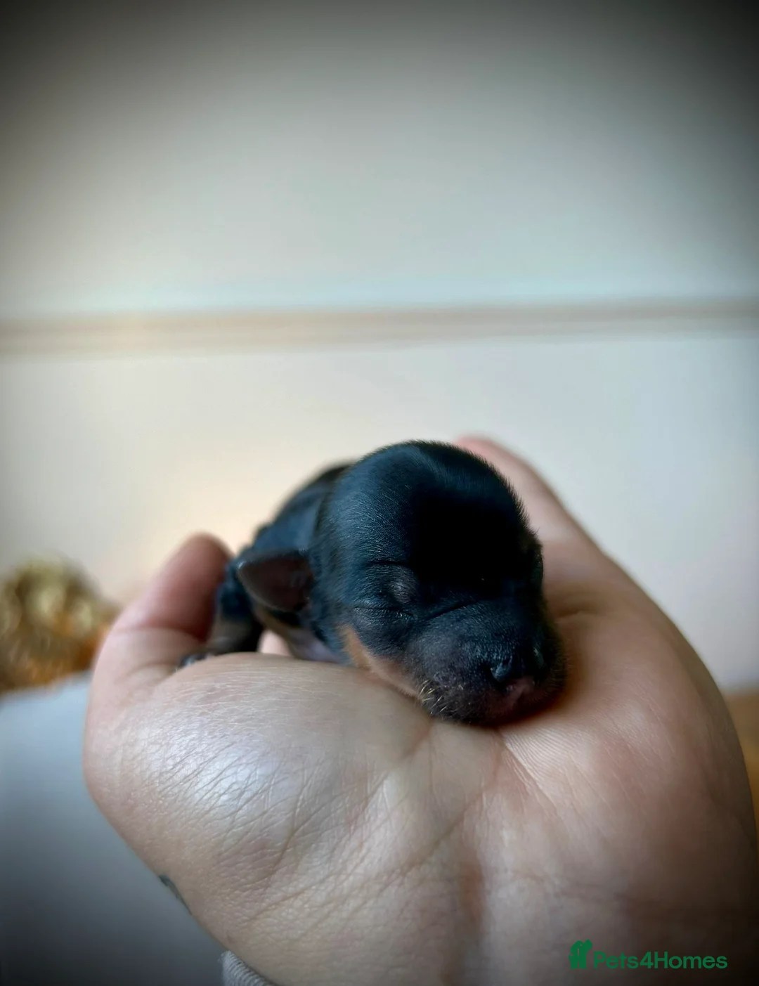 Mixed Breed dogs for sale: The Tiniest Blessings - Toy Yorkshire Terriers🐾💕 in Dunstable - Advert 1