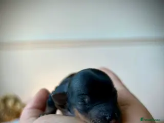 Mixed Breed dogs The Tiniest Blessings - Toy Yorkshire Terriers🐾💕 - Advert 2