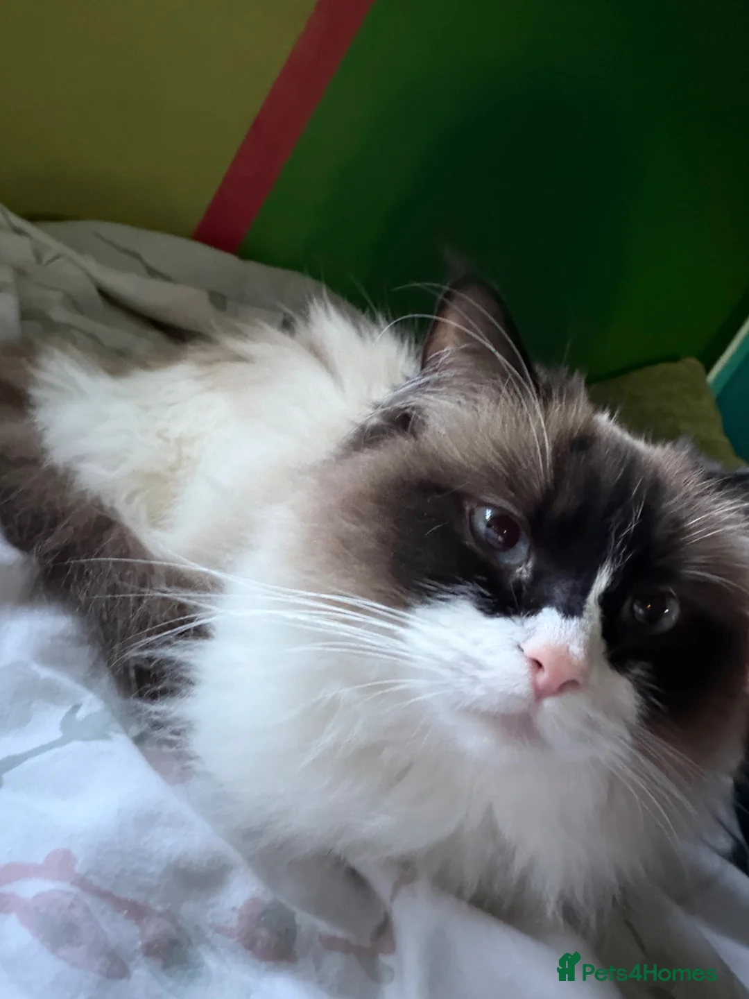 Ragdoll cats for sale: 4 year old female ragdoll - Advert 9