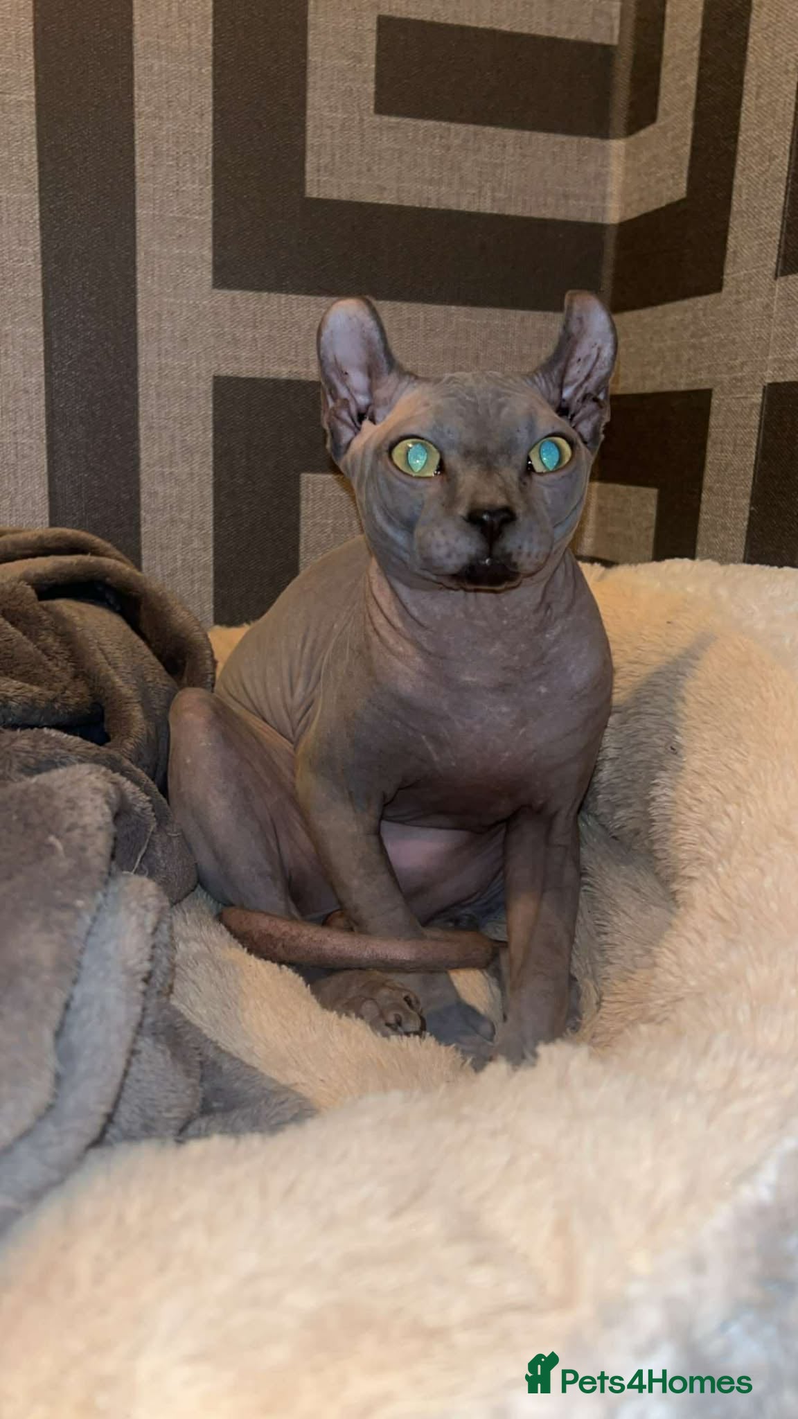 Sphynx cats Proven Blue Male Available for Stud - Advert 1