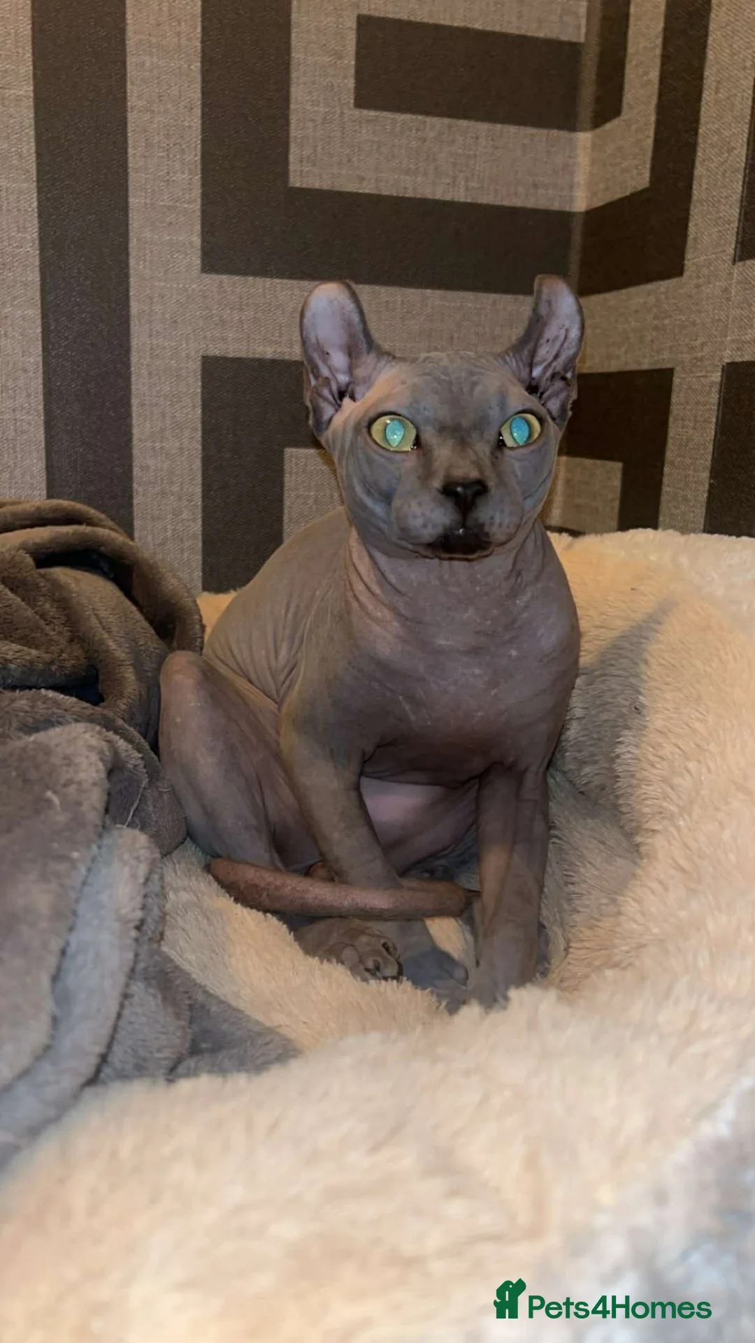 Sphynx cats for stud: Proven Blue Male Available for Stud - Advert 2