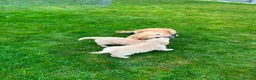 Golden Retriever dogs for sale: Beautiful Trained Golden Retriever Puppy - Advert 8