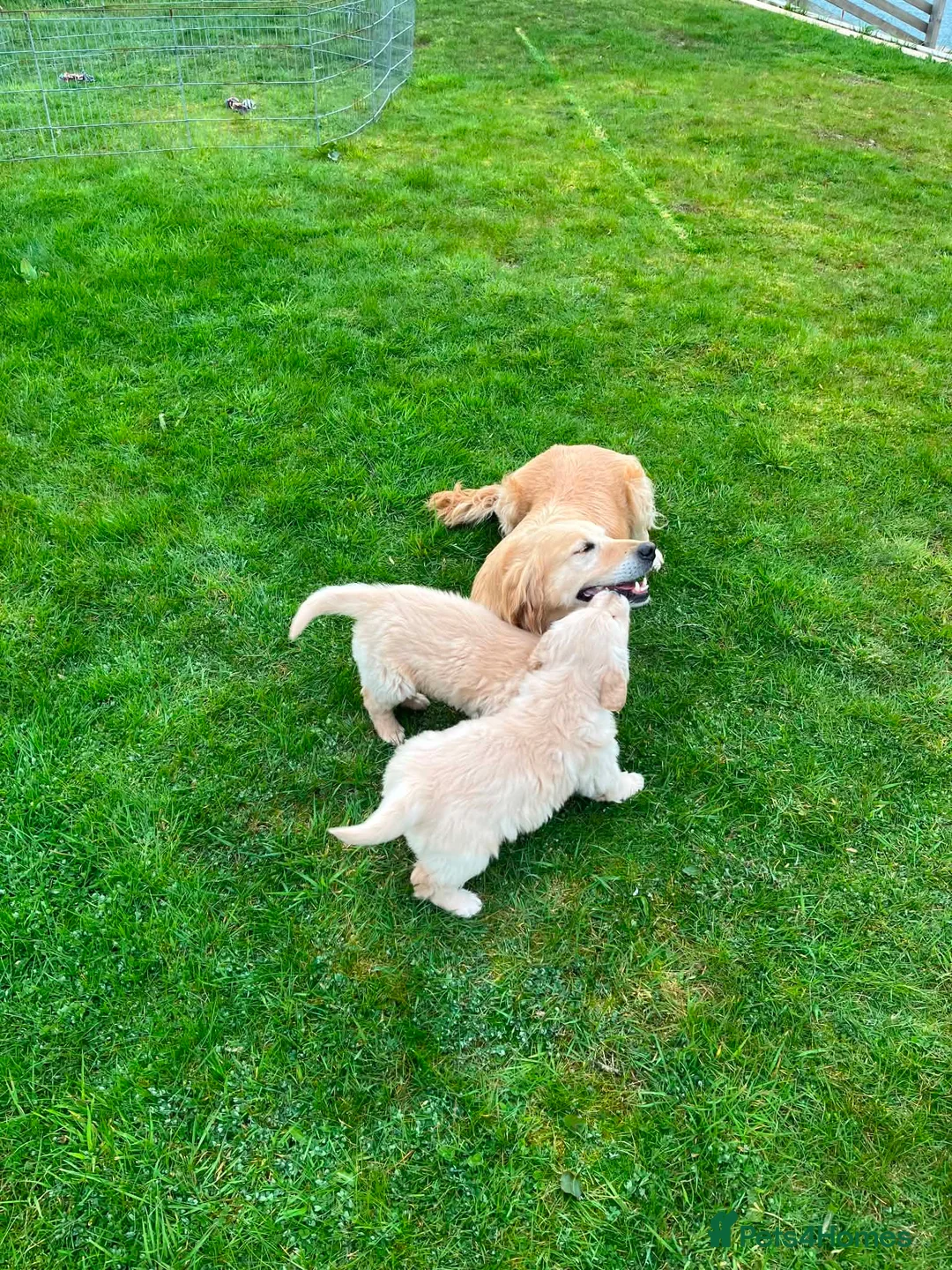 Golden Retriever dogs for sale: Beautiful Trained Golden Retriever Puppy - Advert 8
