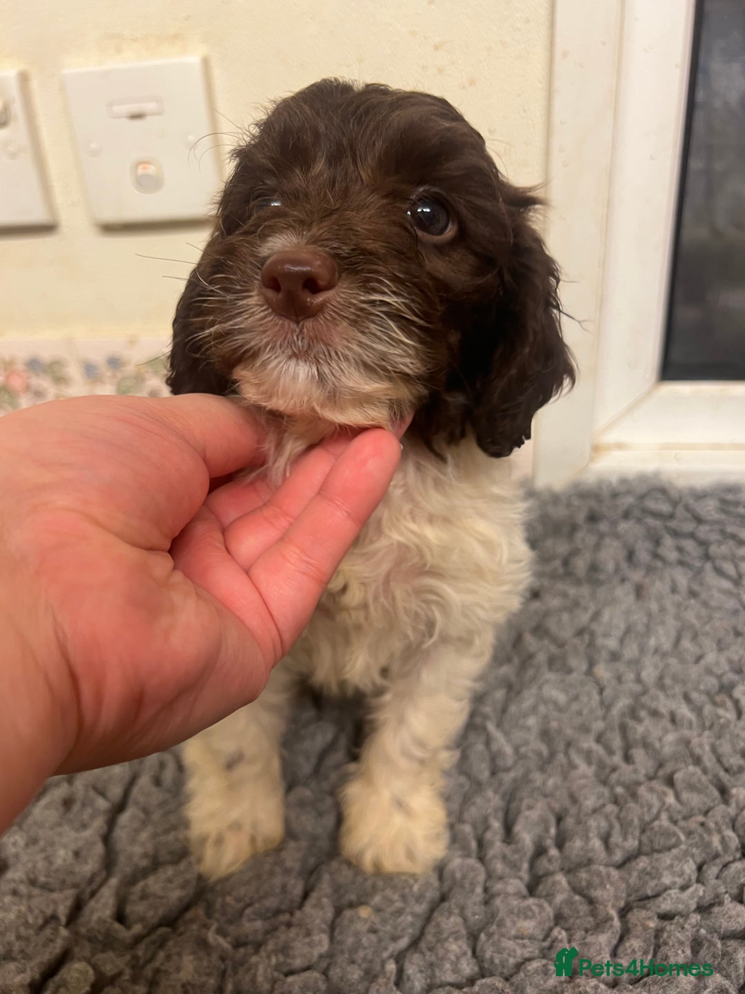 Cockapoo dogs for sale: Beautiful Chocolate and Merle F1 babies - Image 9