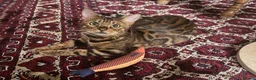Bengal cats for sale: TICA PURE BREED BENGAL READY TO GO - Advert 9