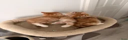 Mixed Breed cats for sale: Adorable fluffy ginger and white kittens - Advert 24