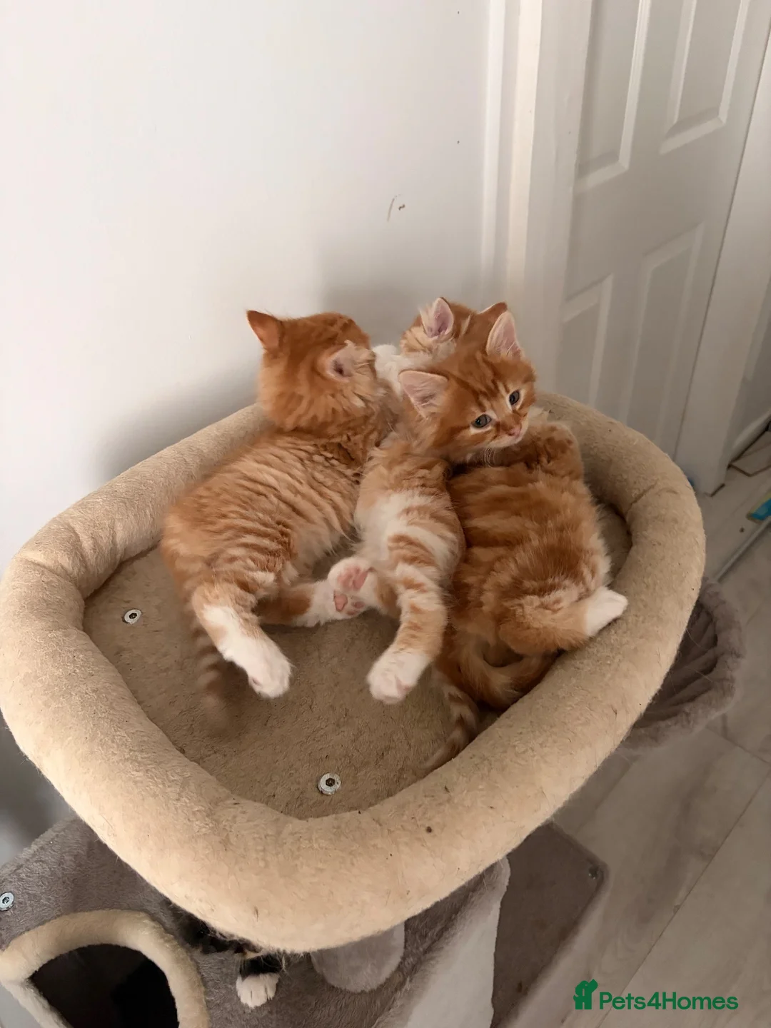 Mixed Breed cats for sale: Adorable fluffy ginger and white kittens - Advert 24