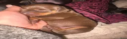 Dachshund dogs for sale: Beautiful dachshund puppies  - Advert 17