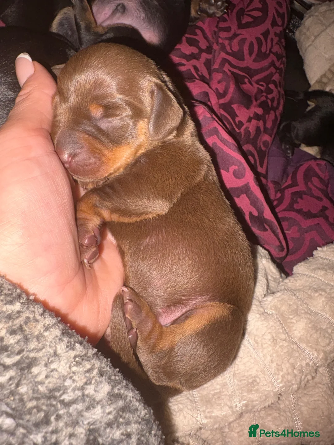 Dachshund dogs for sale: Beautiful dachshund puppies  - Advert 17