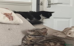 British Longhair cats for sale: Beautiful male kitten Koa  - Image 4