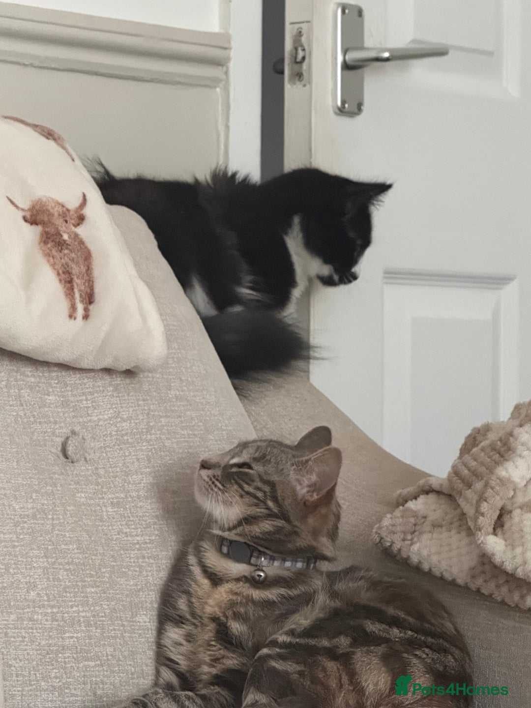 British Longhair cats for sale: Beautiful male kitten Koa  - Image 4