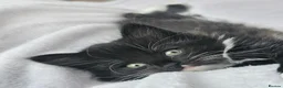 Mixed Breed cats for sale: Four Adorable Little Kittens Full of Personality - Advert 26