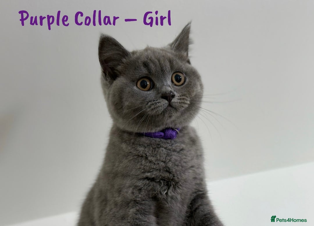 British Shorthair cats for sale: 🐾 Champion Line Blue BSH Kittens GCCF Active 🐾  - Image 6