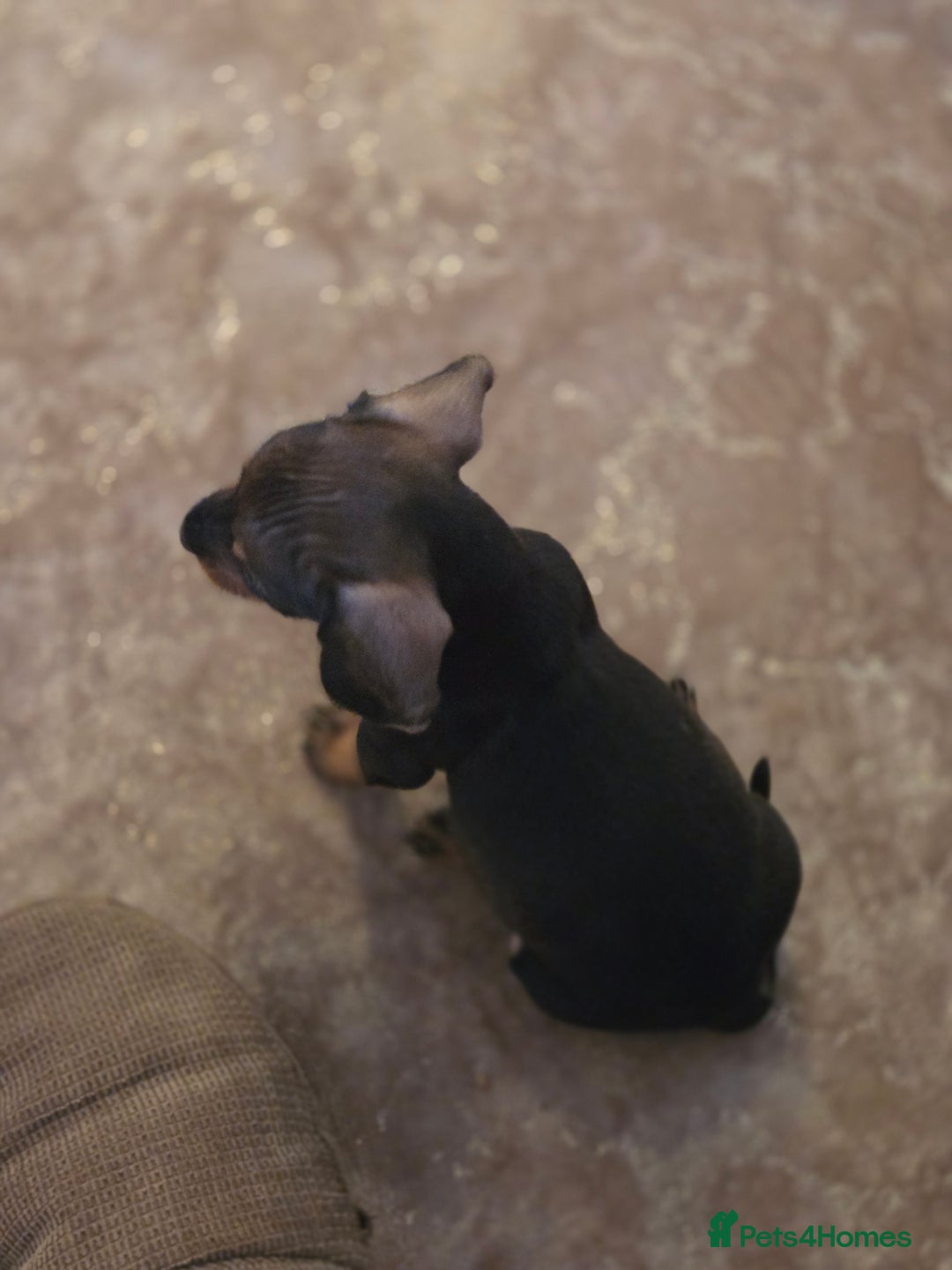 Dachshund dogs for sale: Mrs Kelly Armstrong  - Image 8