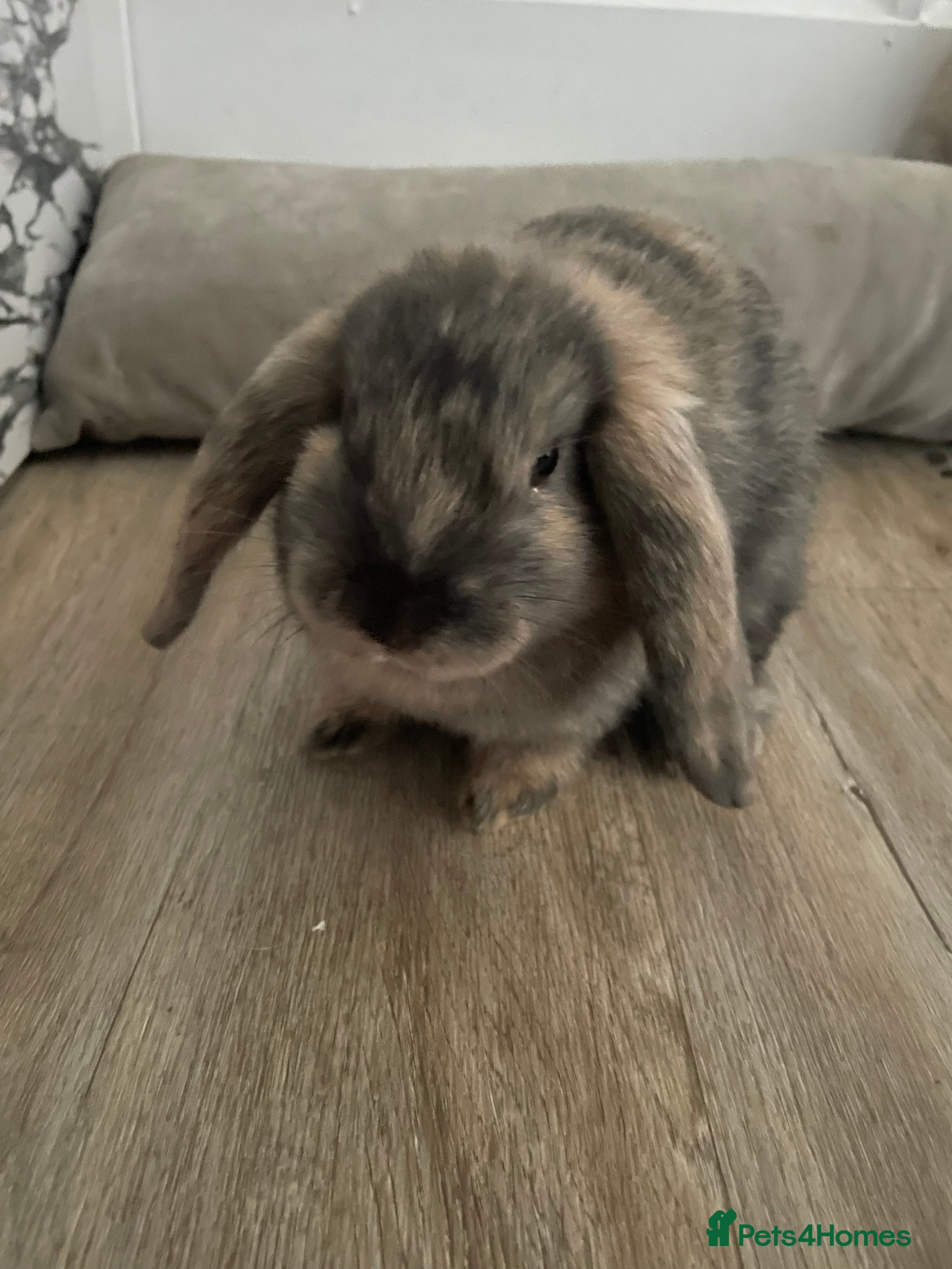 French Lop rabbits 2 indoor French lop boys to be homed separately  - Advert 2