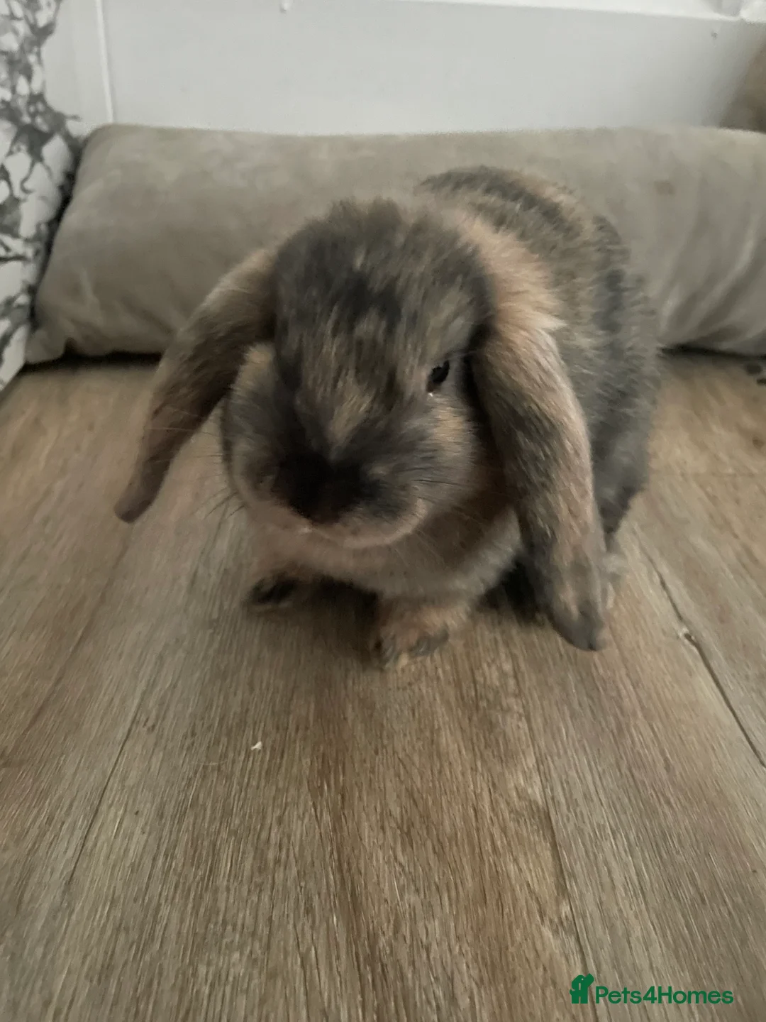 French Lop rabbits for sale: 2 indoor French lop boys to be homed separately  - Advert 1