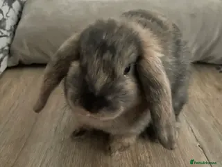 French Lop rabbits 2 indoor French lop boys to be homed separately - Advert 17