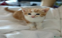 Mixed Breed cats for sale: Two male ginger kittens - Image 5
