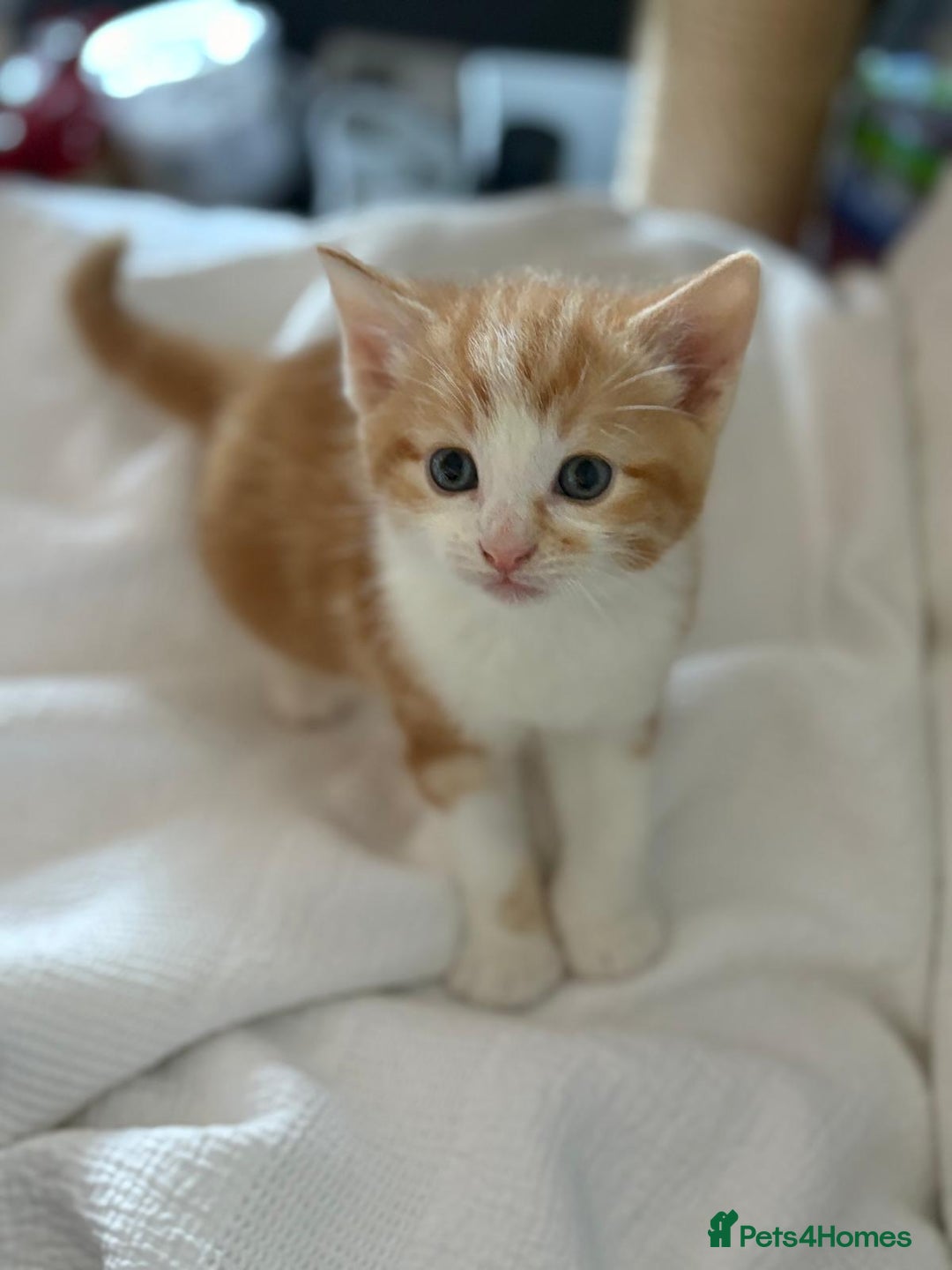 Mixed Breed cats for sale: Two male ginger kittens - Image 5