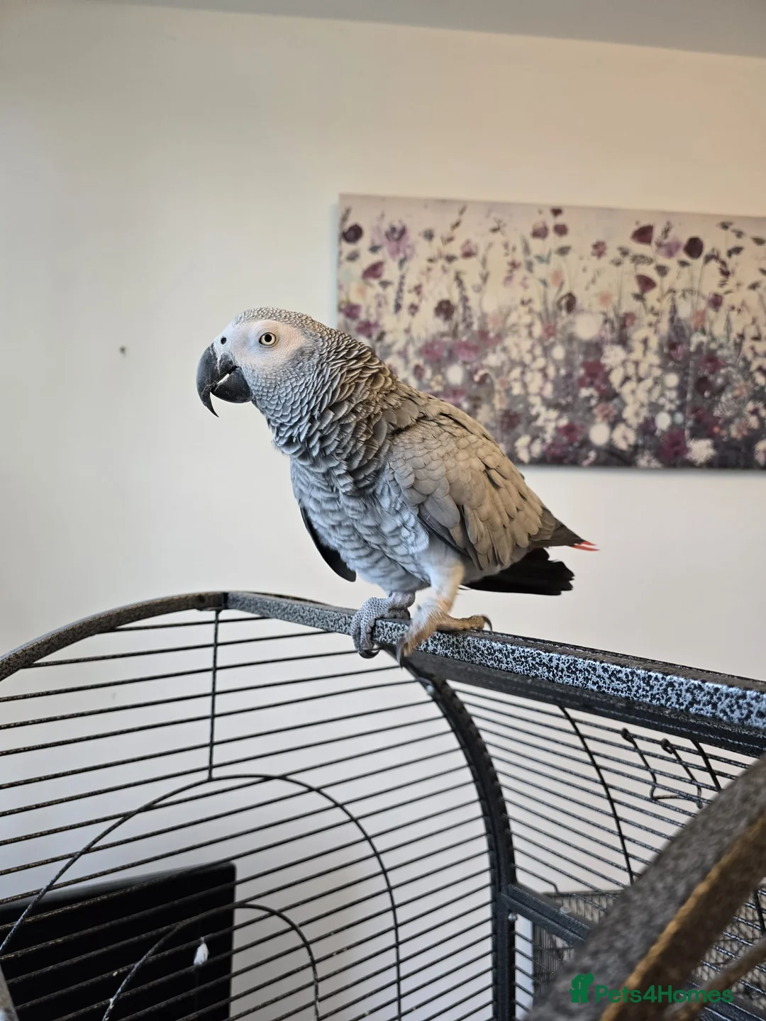 Parrots birds for sale: Beautiful African Grey Parrot – Star - Advert 4