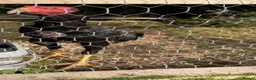 Chickens poultry for sale: Shamo cockerels  - Advert 2