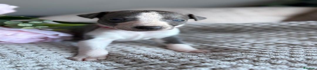 Whippet Puppy 7
