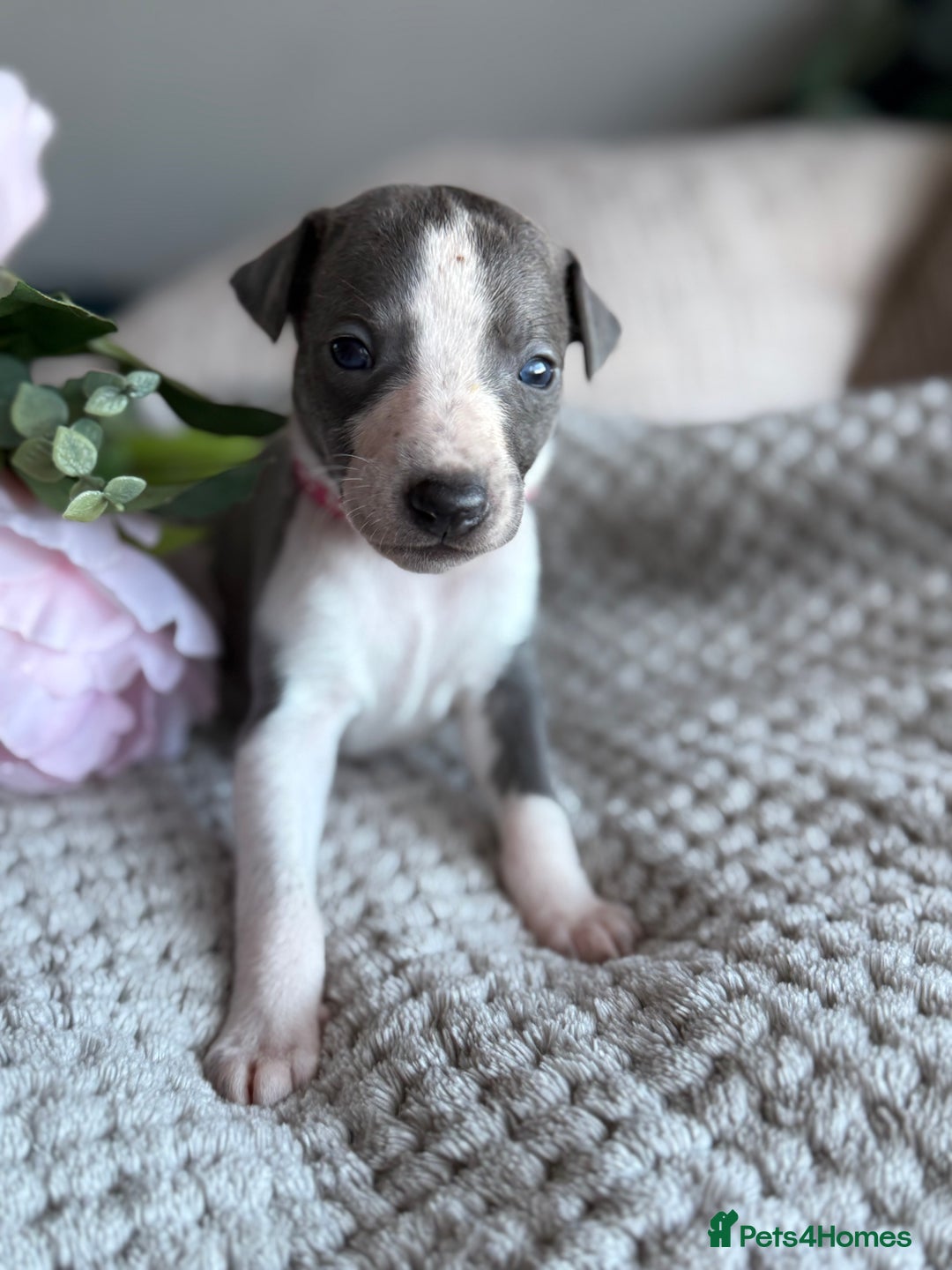 Whippet dogs for sale: 🏆KC Whippet Puppies - Gentle, Elegant & Loving🏆 - Image 9