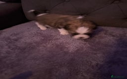 Mixed Breed dogs for sale: Teddy Bear Puppies - Advert 12