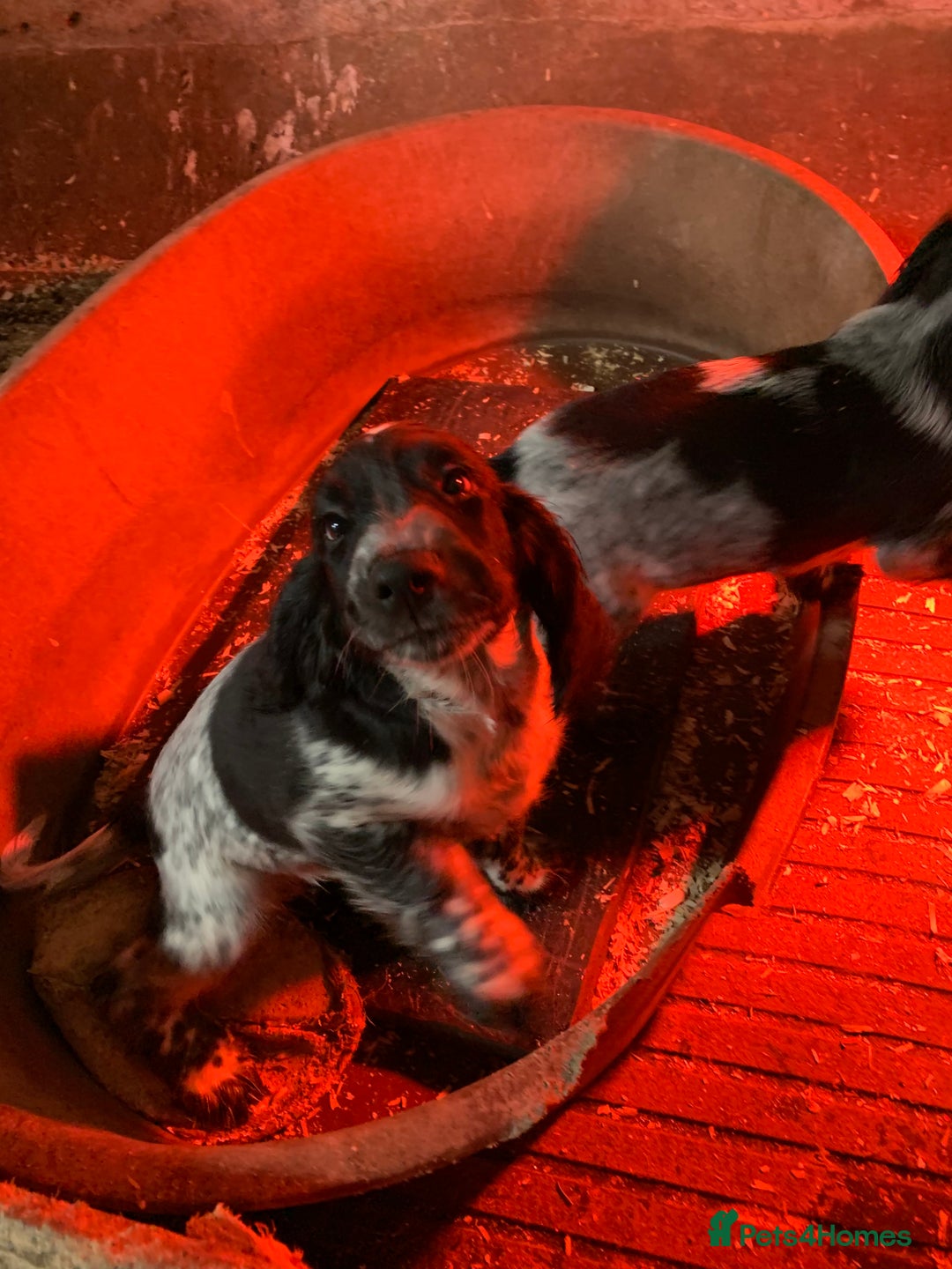 Sprocker dogs for sale: Beautiful Sprocker Puppies  - Image 6