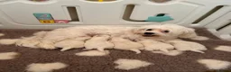 Maltese dogs for sale: 🐾 Beautiful Maltese puppies 🐾 - Advert 13