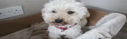 Poochon dogs for sale: 3 beautiful Poochon / Toy Poodle girls  - Advert 3