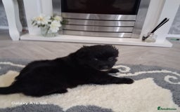 Pomeranian dogs for sale: 6 Pomeranian puppies  - Image 5