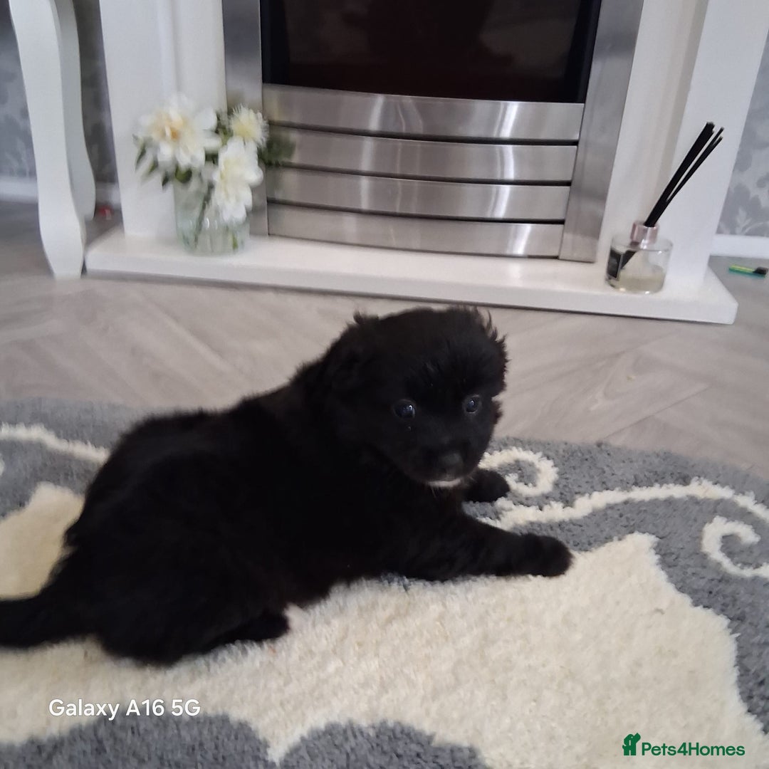 Pomeranian dogs for sale: 6 Pomeranian puppies  - Image 5