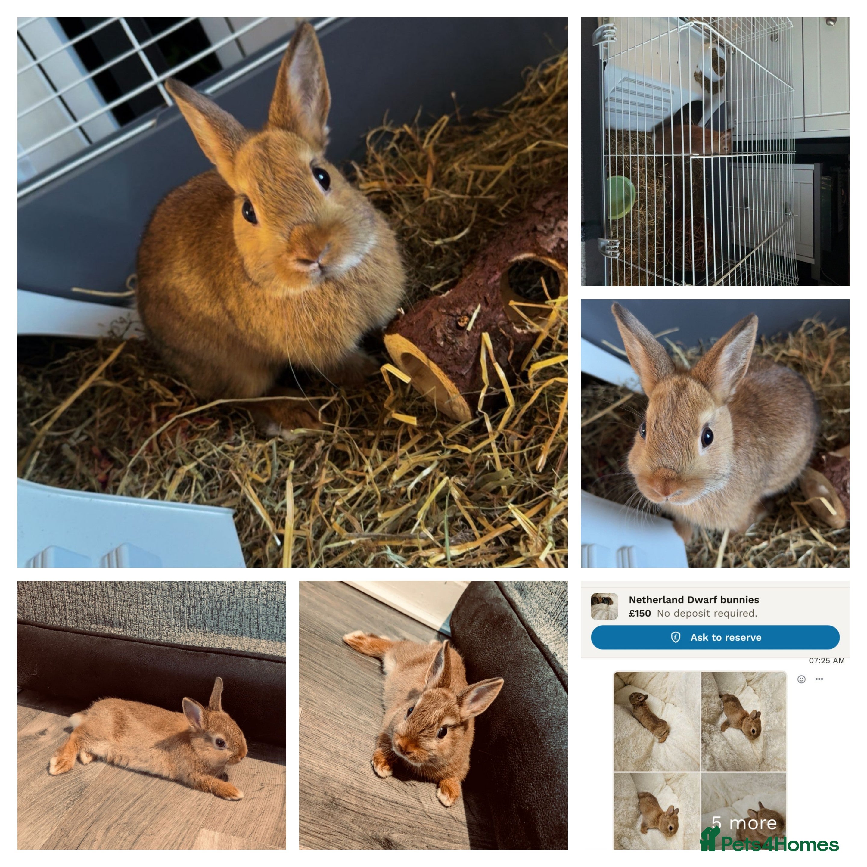 Netherland Dwarf rabbits Netherland Dwarf Rabbit with full set up - Advert 1