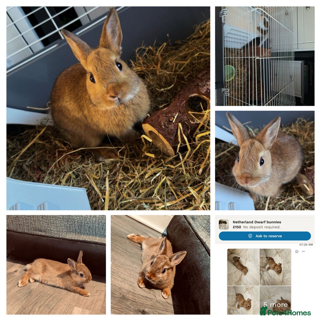 Netherland Dwarf rabbits for sale: Netherland Dwarf Rabbit with full set up - Advert 1