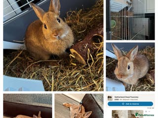 Netherland Dwarf rabbits Netherland Dwarf Rabbit with full set up - Advert 4