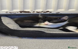 Mixed Breed cats for sale: Kittens for sale - Image 9