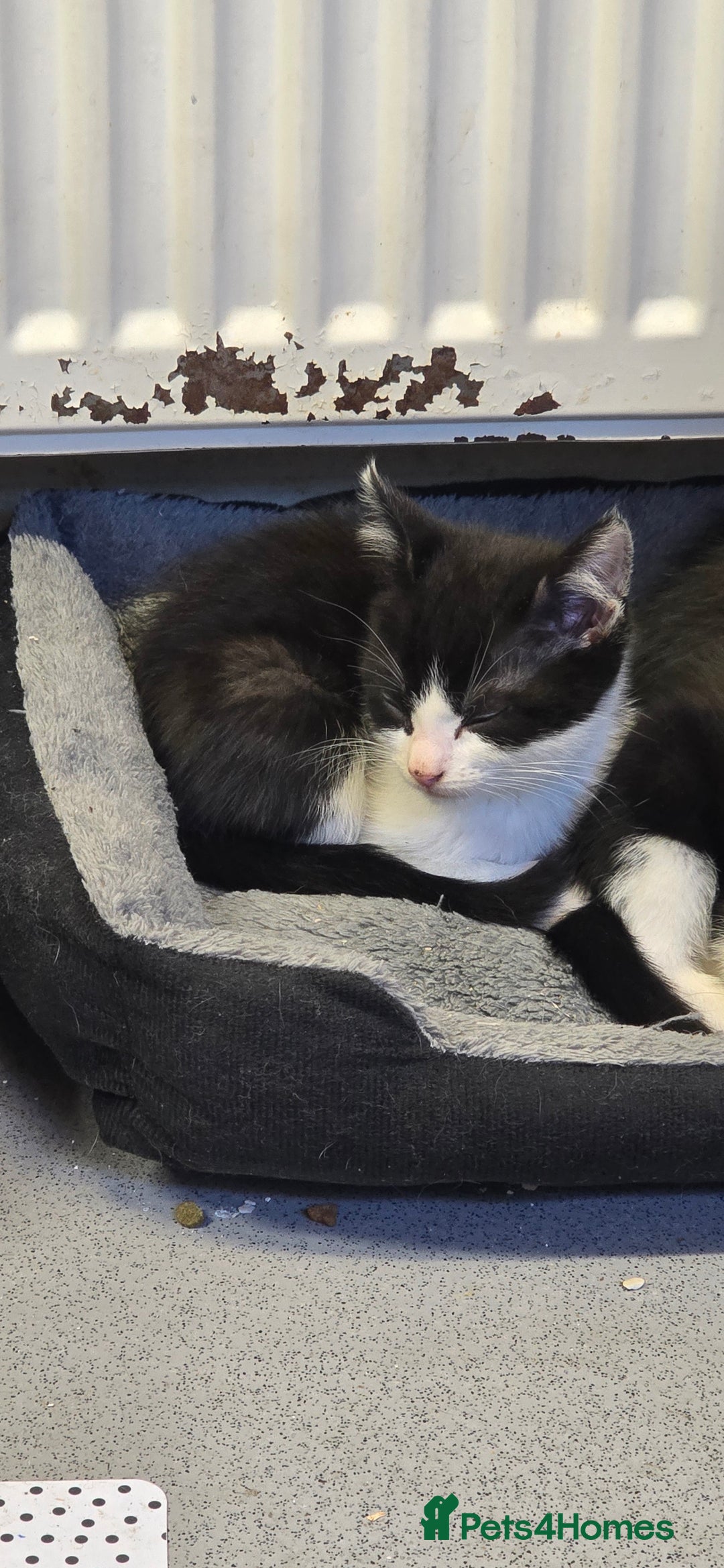 Mixed Breed cats for sale: Kittens for sale - Image 9