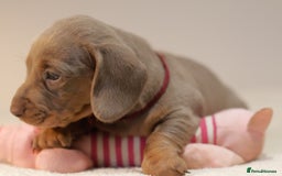 Miniature Dachshund dogs for sale: 5StarsLicensed+KC+PRAClear+VetChecked - Image 14