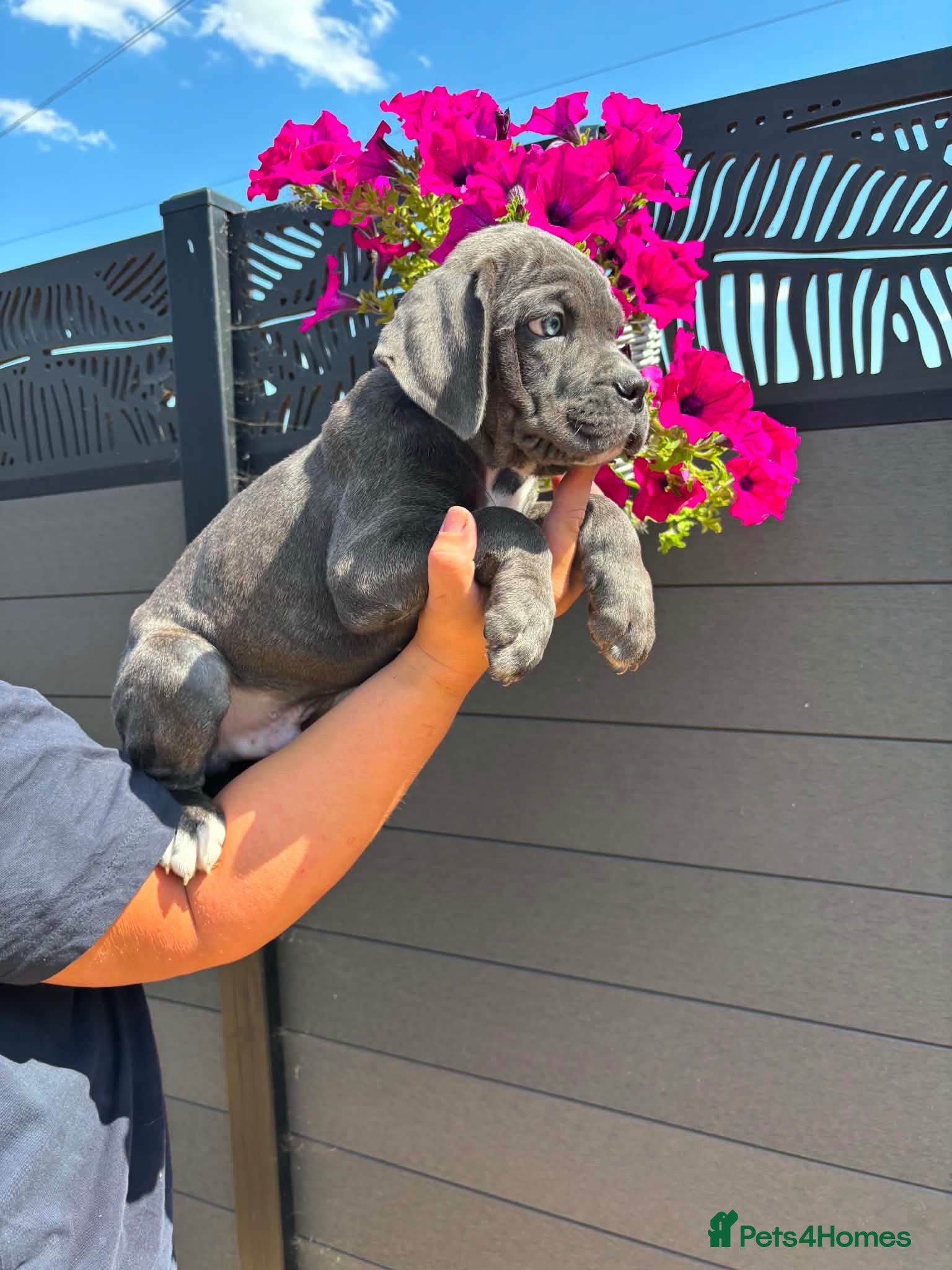 Cane Corso dogs Now ready to leave!🥰 - Advert 1