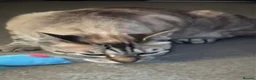 Bengal cats for sale: 8 year old male cat in Billingshurst - Advert 4