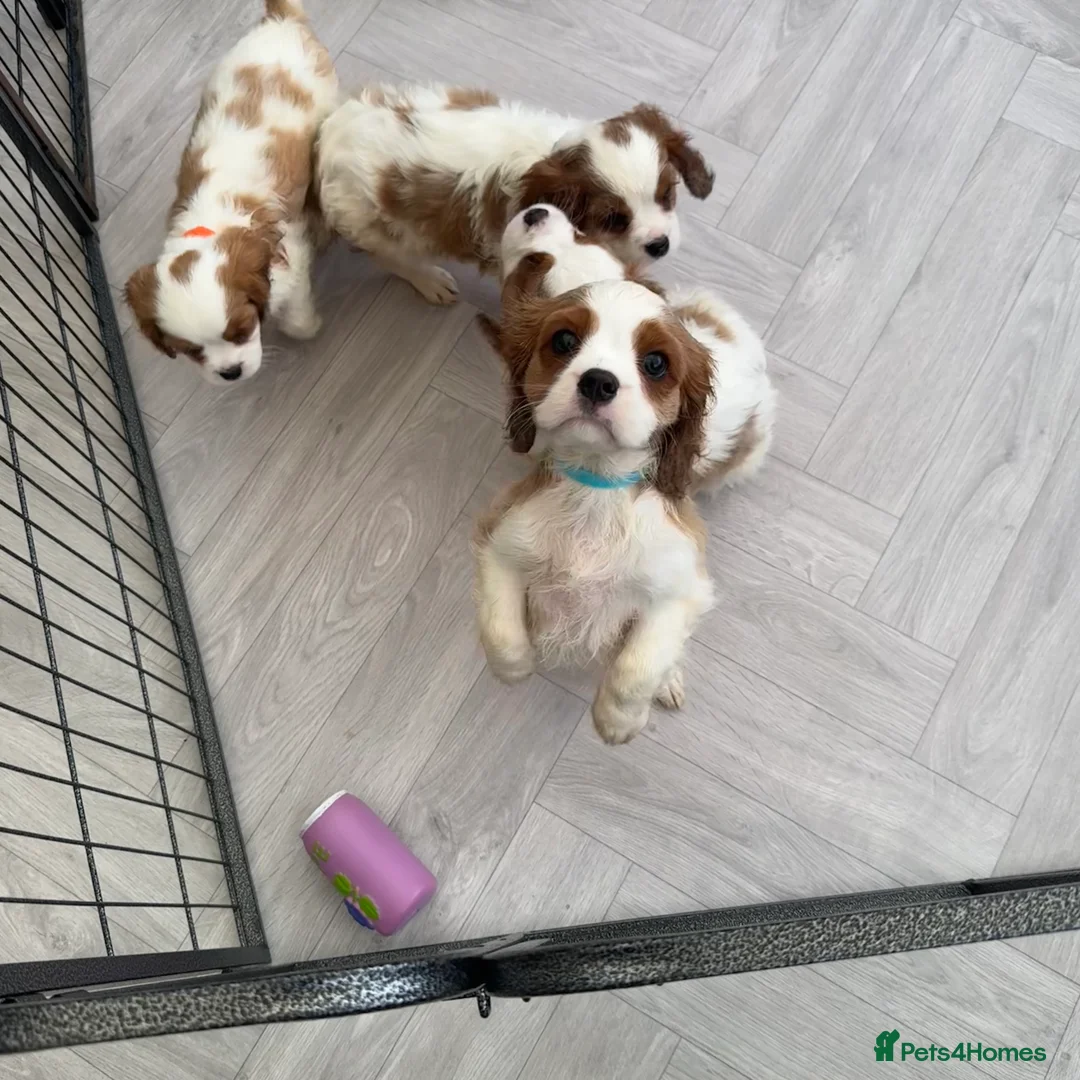 Cavalier King Charles Spaniel dogs for sale: Stunning cavalier King Charles puppies  - Advert 2