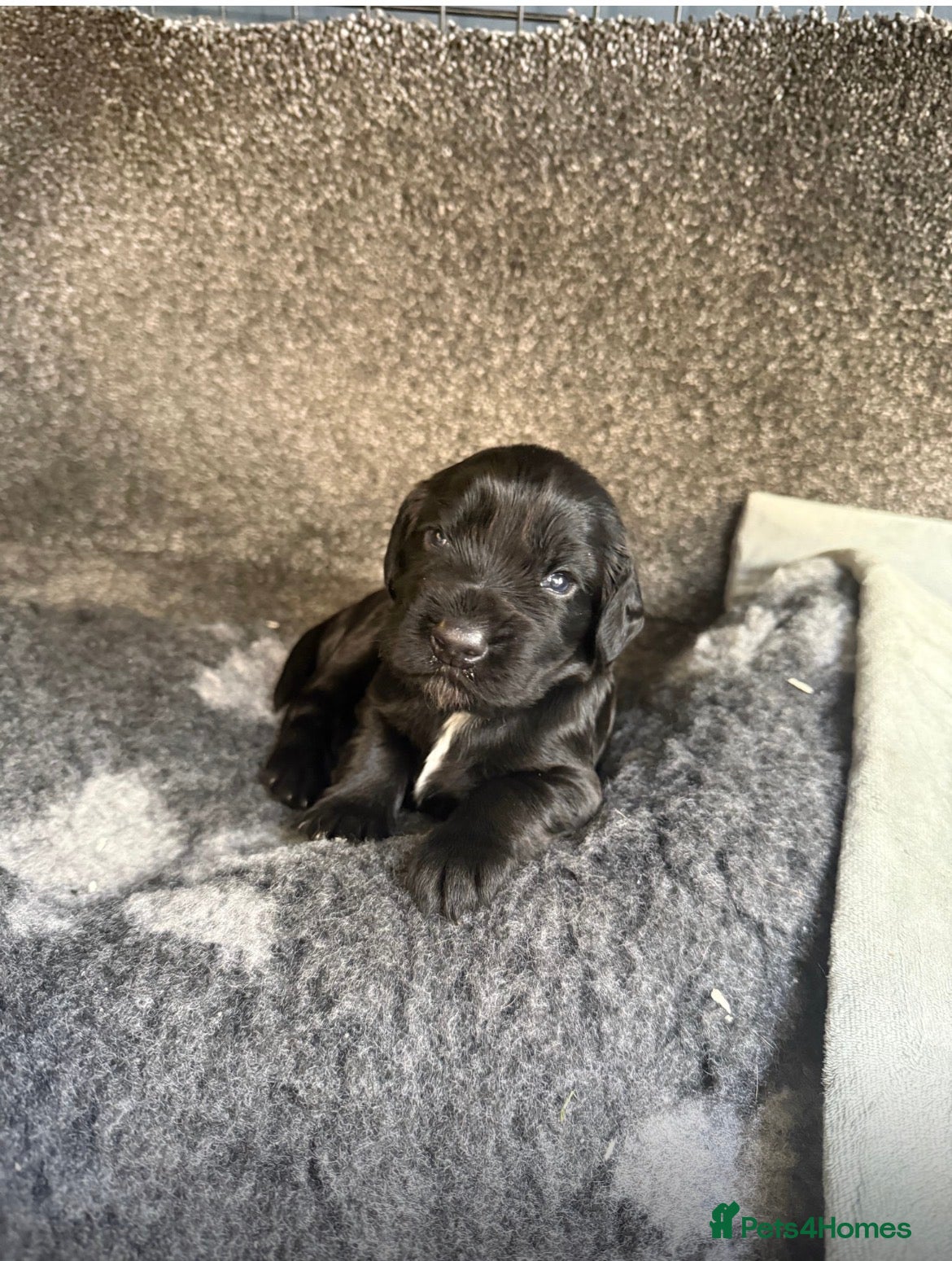 Cocker Spaniel dogs for sale: Beautiful Female Cocker Spaniel 7 week old  Puppy - Advert 4